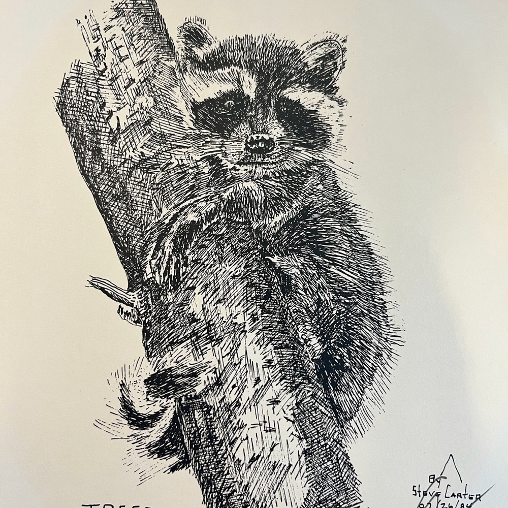 Raccoon Art Print – Signed Ink Drawing by Canadian Artist Steve Carter - Picture 2 of 7